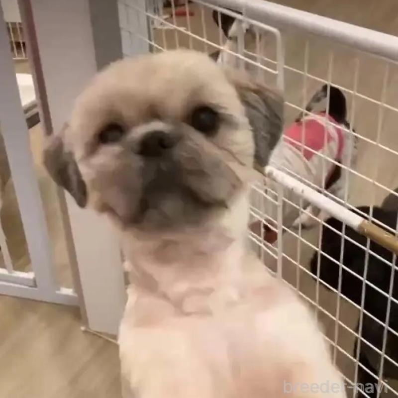 商談中の東京都のシーズー-442810の2枚目