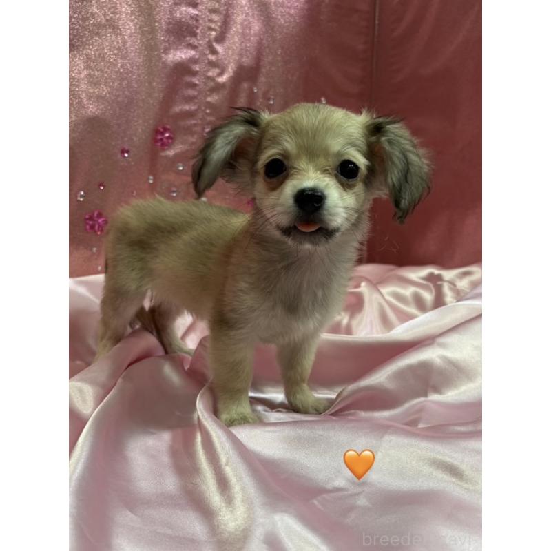 販売中の愛知県のチワックス:チワワ×ミニチュアダックスフンド-430807の8枚目