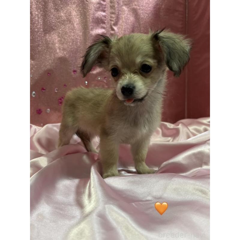 販売中の愛知県のチワックス:チワワ×ミニチュアダックスフンド-430807の7枚目