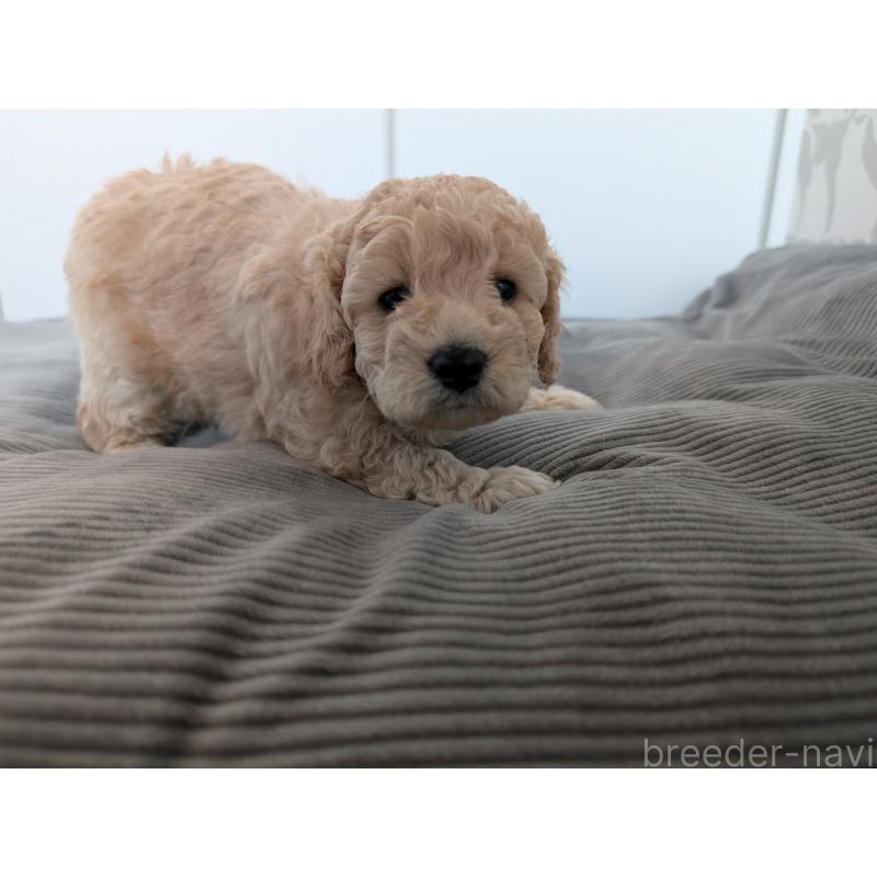 販売中の千葉県のミディアムプードル-442813の5枚目