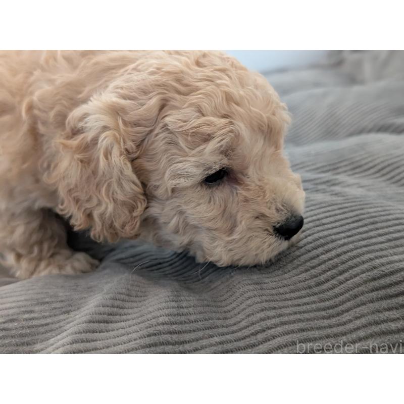 販売中の千葉県のミディアムプードル-442813の4枚目