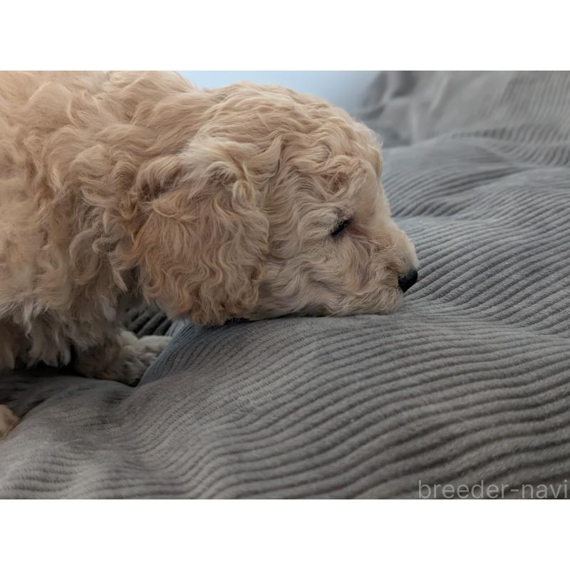 販売中の千葉県のミディアムプードル-442813の3枚目