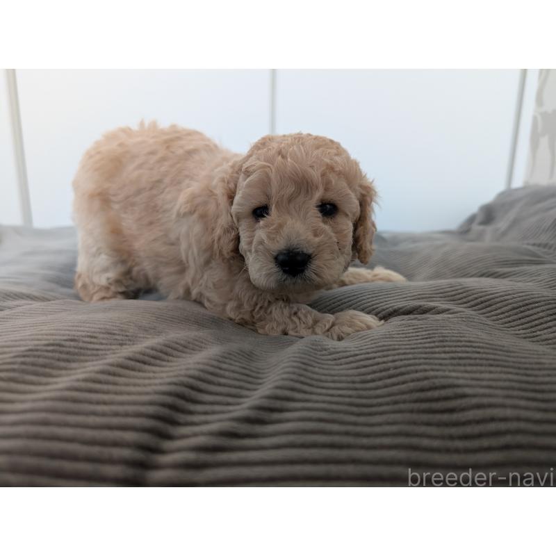 販売中の千葉県のミディアムプードル-442813の2枚目