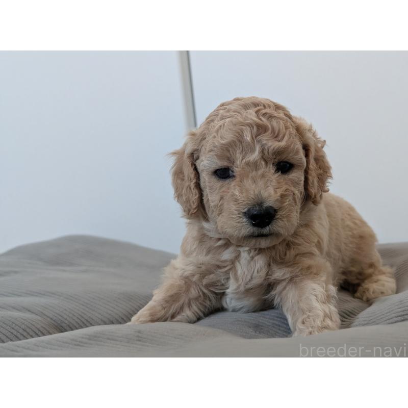 販売中の千葉県のミディアムプードル-442814の5枚目