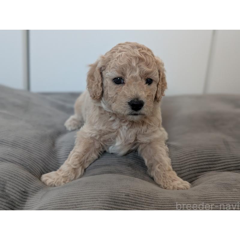 販売中の千葉県のミディアムプードル-442814の4枚目