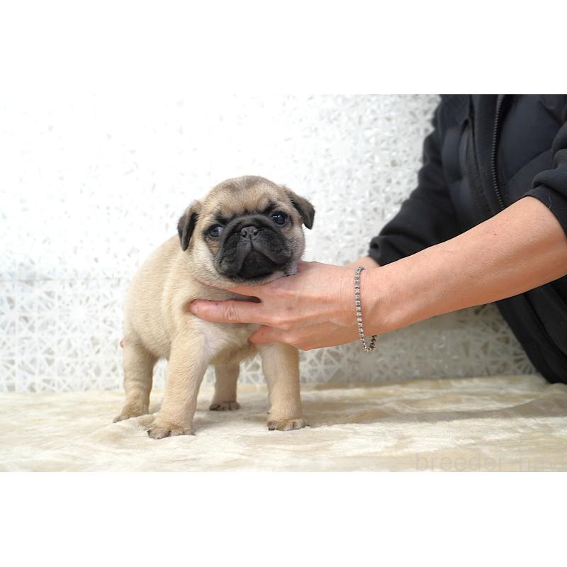 販売中の東京都のパグ-442815の7枚目