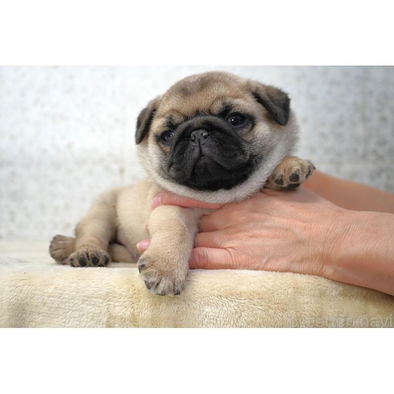 販売中の東京都のパグ-442815の6枚目