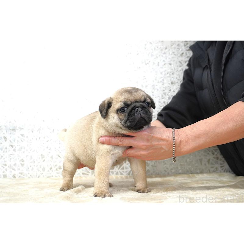 販売中の東京都のパグ-442815の3枚目