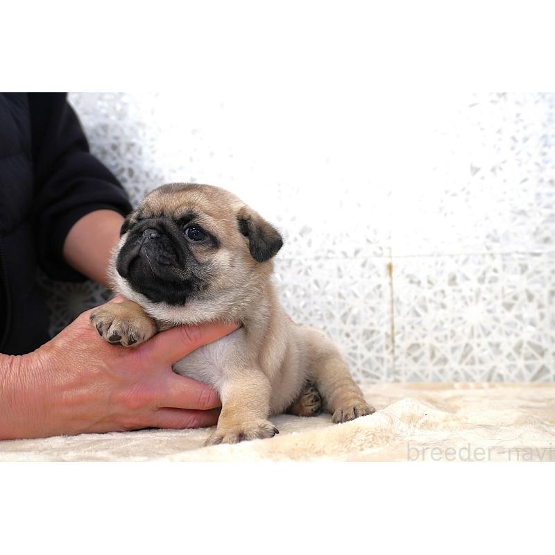 販売中の東京都のパグ-442815の2枚目