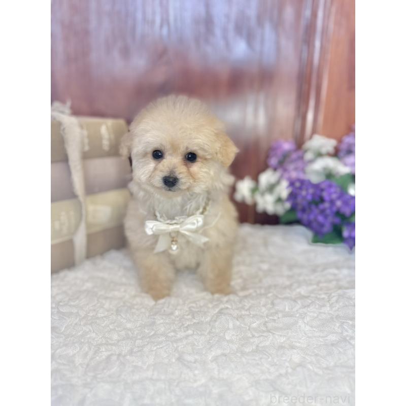 販売中の茨城県のタイニープードル-442816の9枚目