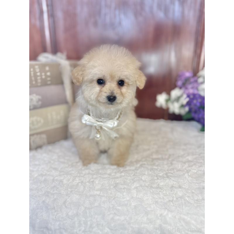 販売中の茨城県のタイニープードル-442816の8枚目