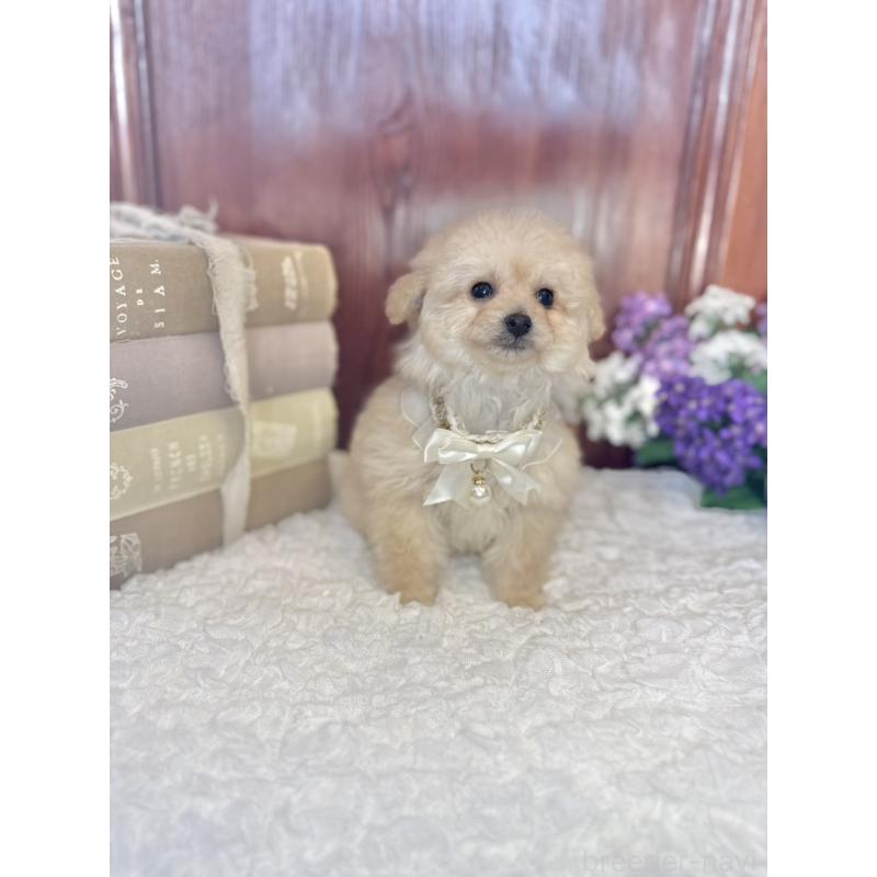 販売中の茨城県のタイニープードル-442816の7枚目