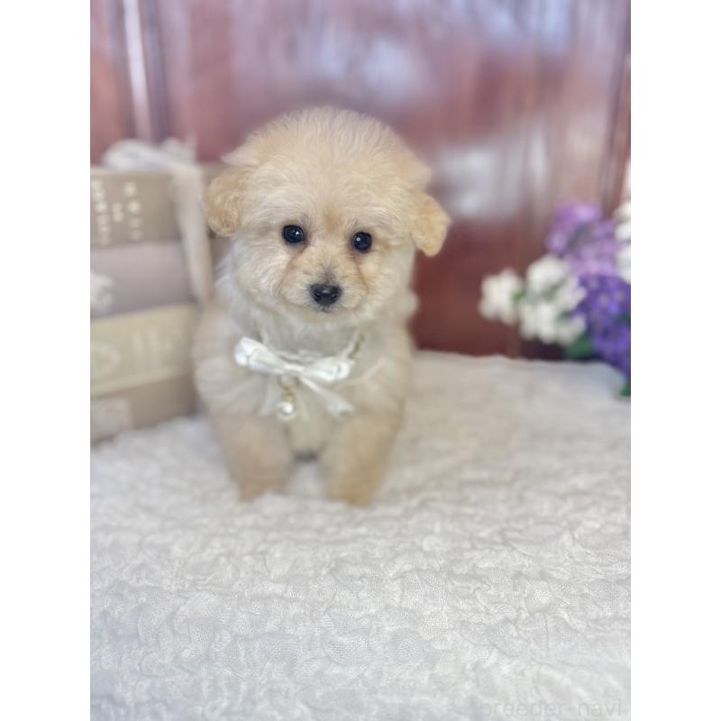 販売中の茨城県のタイニープードル-442816の6枚目