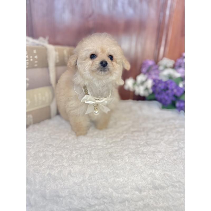 販売中の茨城県のタイニープードル-442816の5枚目