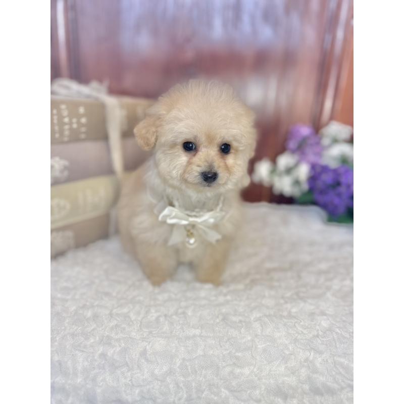 販売中の茨城県のタイニープードル-442816の4枚目