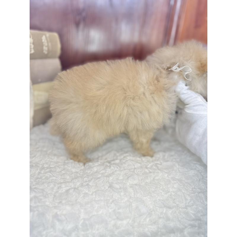 販売中の茨城県のタイニープードル-442816の3枚目