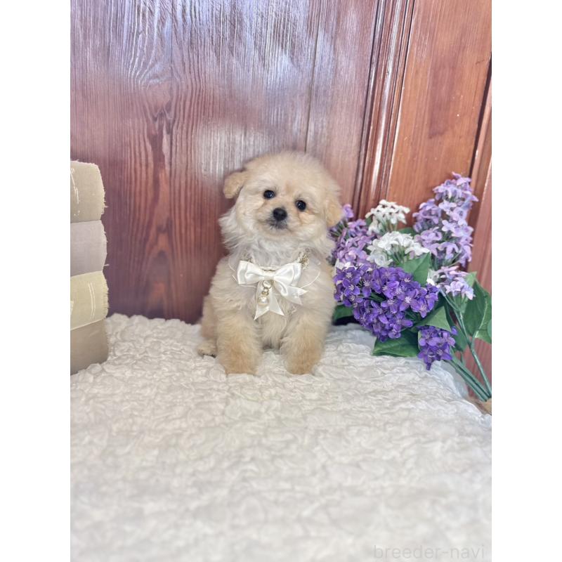 販売中の茨城県のタイニープードル-442816の2枚目