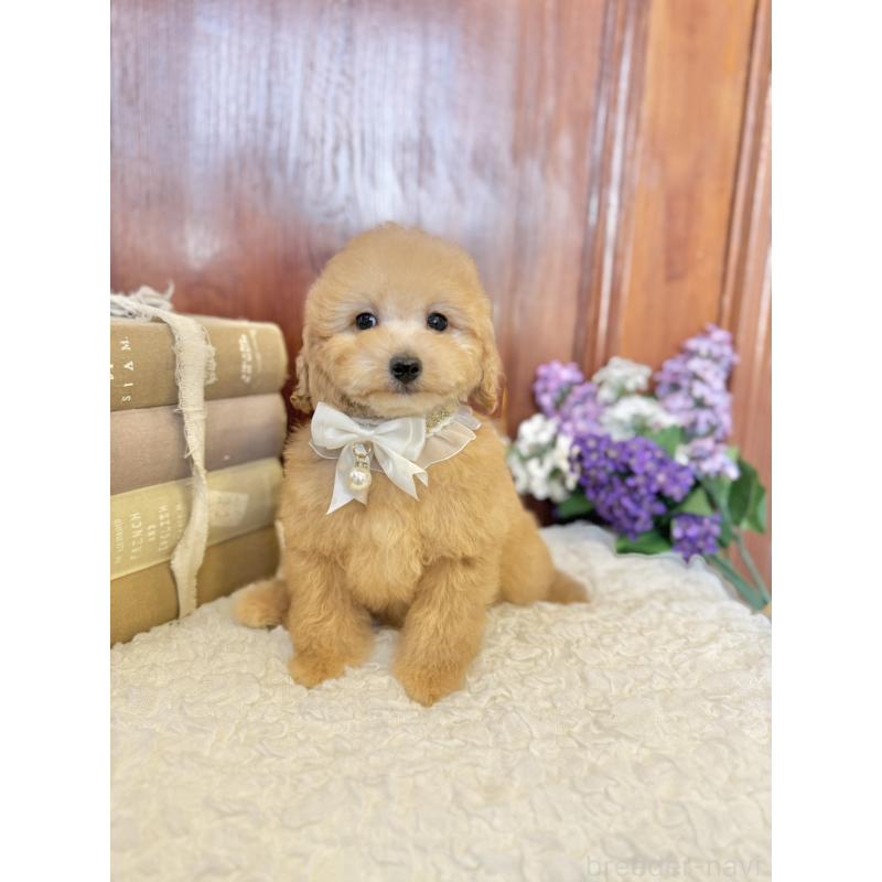 販売中の茨城県のタイニープードル-442817の9枚目