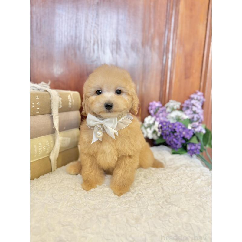 販売中の茨城県のタイニープードル-442817の8枚目