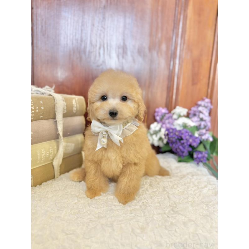 販売中の茨城県のタイニープードル-442817の6枚目