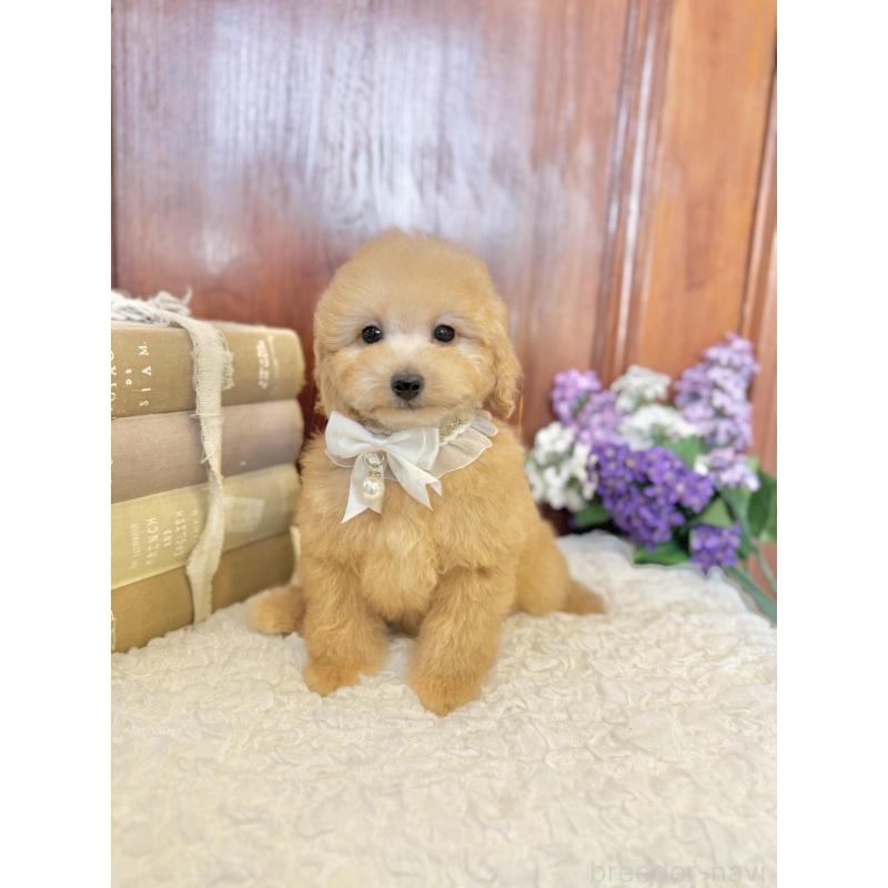 販売中の茨城県のタイニープードル-442817の5枚目