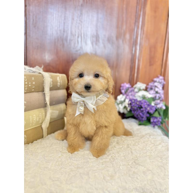 販売中の茨城県のタイニープードル-442817の4枚目