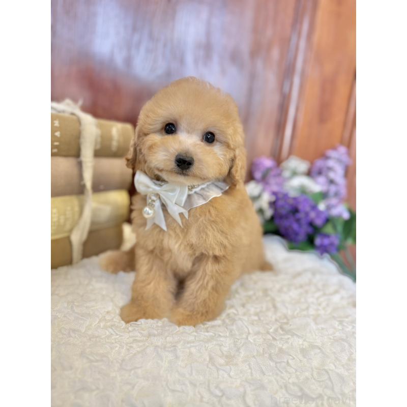 販売中の茨城県のタイニープードル-442817の3枚目