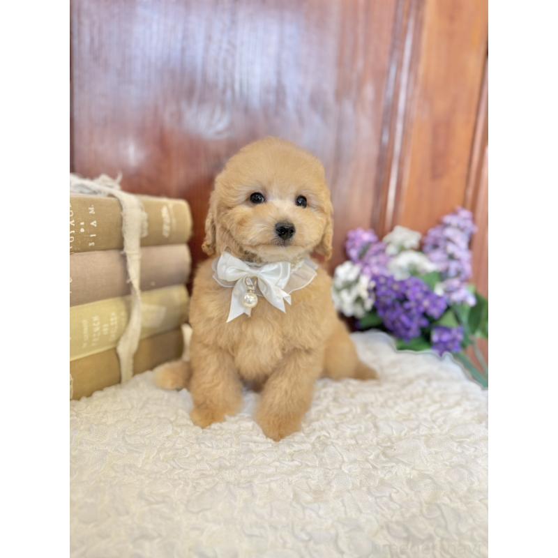 販売中の茨城県のタイニープードル-442817の2枚目