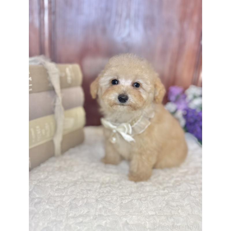 販売中の茨城県のタイニープードル-442818の10枚目