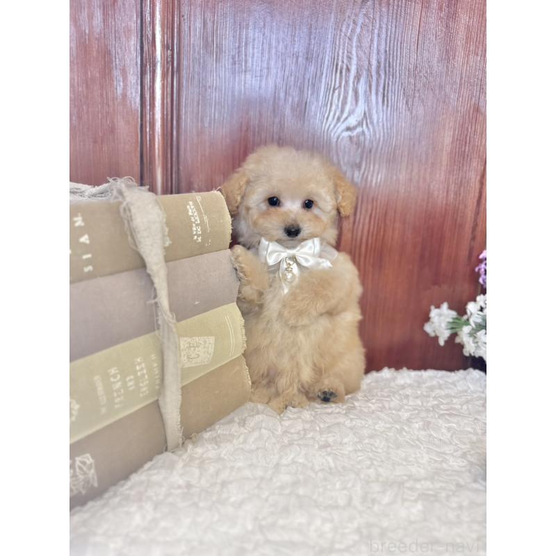 販売中の茨城県のタイニープードル-442818の9枚目