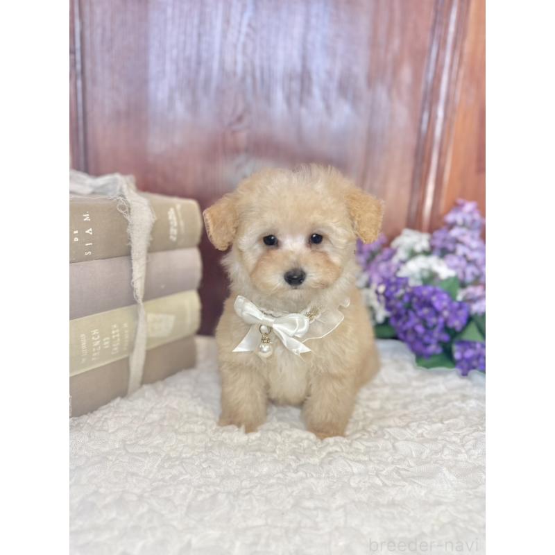 販売中の茨城県のタイニープードル-442818の8枚目