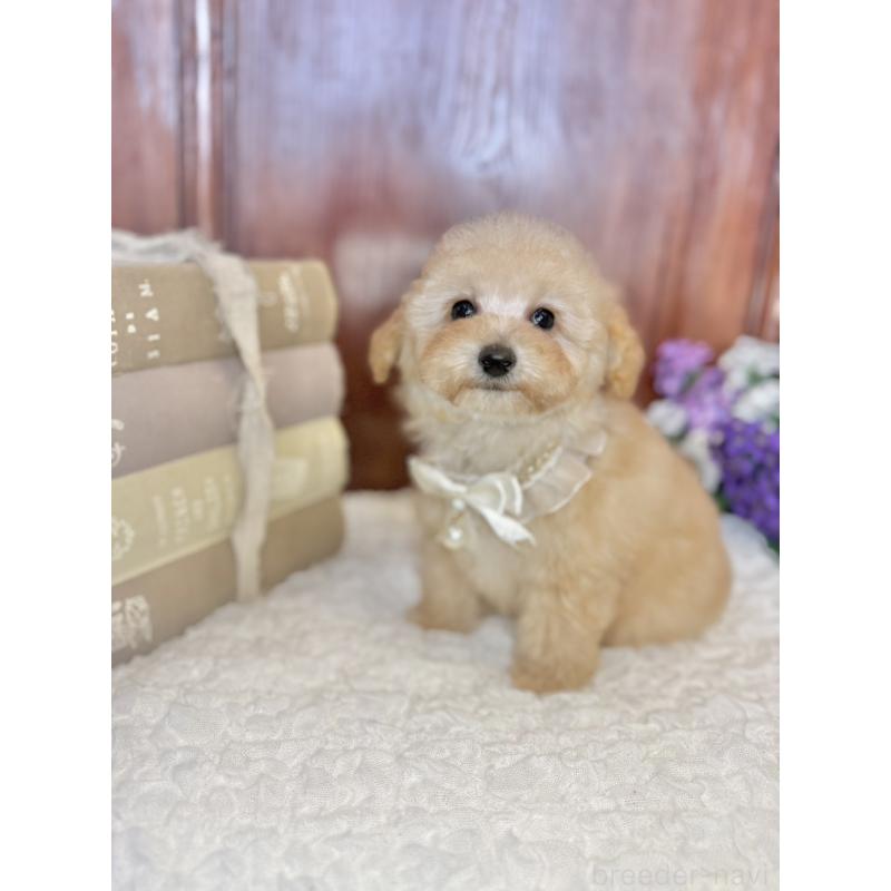 販売中の茨城県のタイニープードル-442818の7枚目
