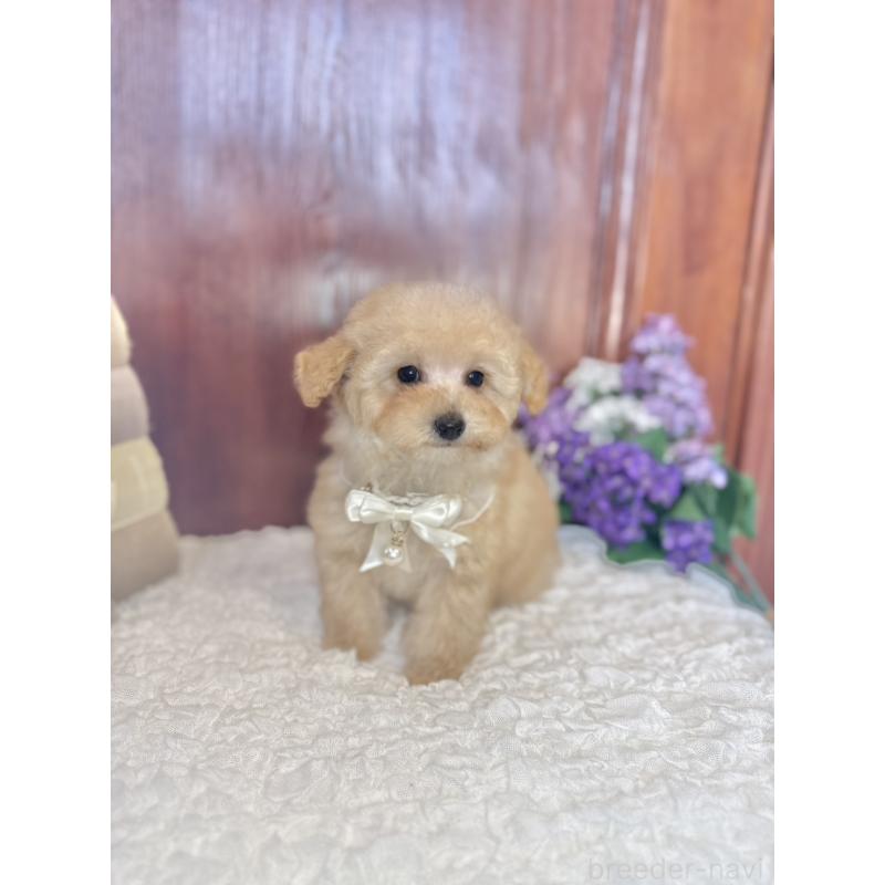 販売中の茨城県のタイニープードル-442818の6枚目