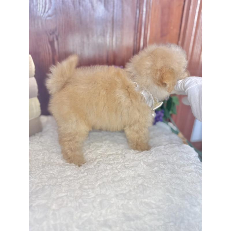 販売中の茨城県のタイニープードル-442818の4枚目