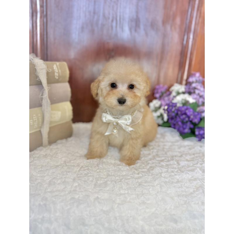 販売中の茨城県のタイニープードル-442818の2枚目