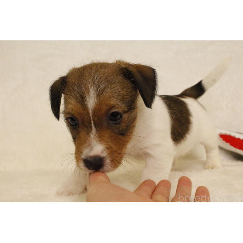 販売中の和歌山県のジャックラッセルテリア-442819の12枚目