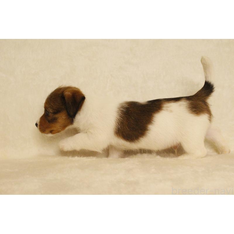 販売中の和歌山県のジャックラッセルテリア-442819の11枚目