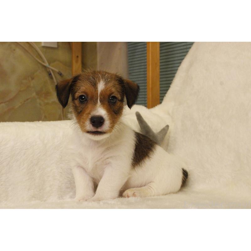 販売中の和歌山県のジャックラッセルテリア-442819の9枚目
