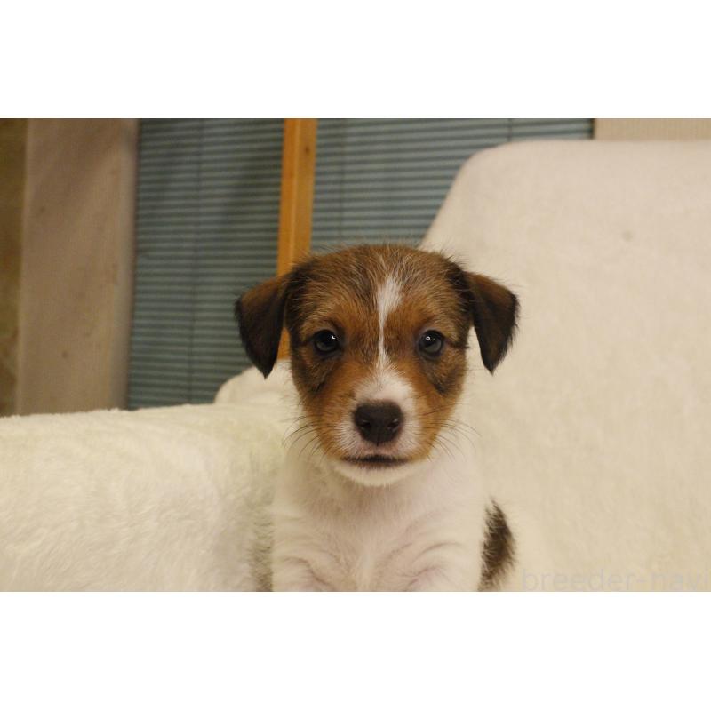 販売中の和歌山県のジャックラッセルテリア-442819の8枚目