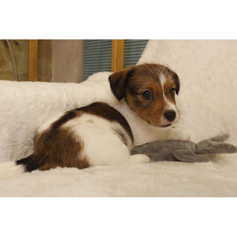 販売中の和歌山県のジャックラッセルテリア-442819の7枚目