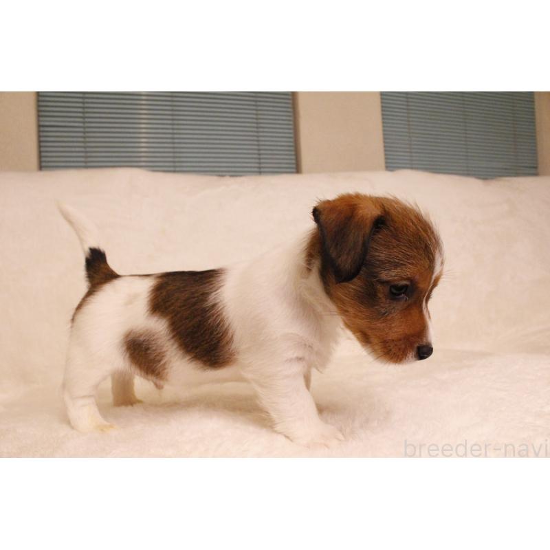 販売中の和歌山県のジャックラッセルテリア-442819の5枚目