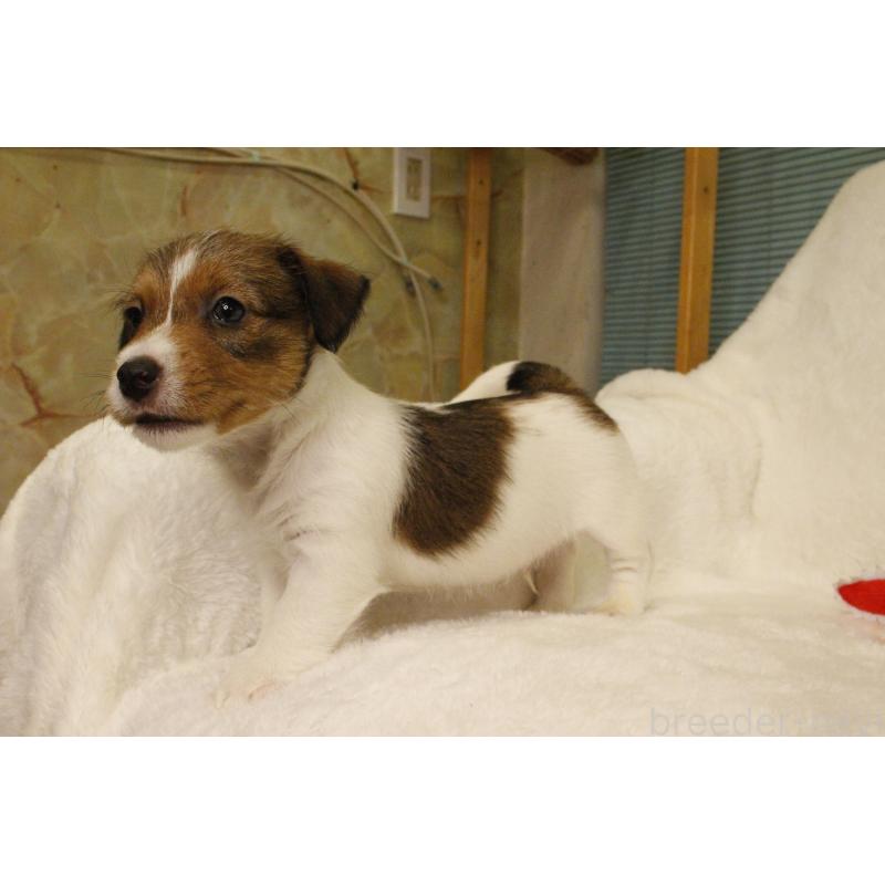 販売中の和歌山県のジャックラッセルテリア-442819の4枚目