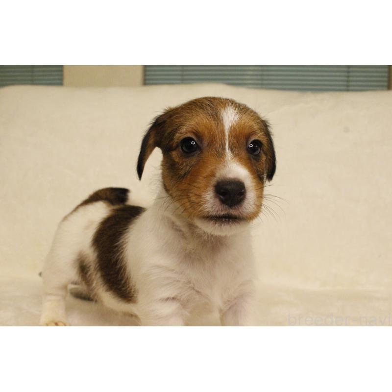 販売中の和歌山県のジャックラッセルテリア-442819の3枚目