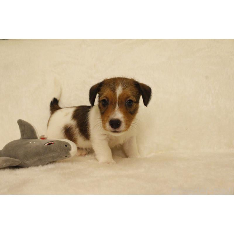 販売中の和歌山県のジャックラッセルテリア-442819の2枚目