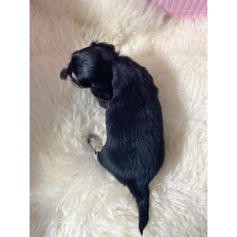 販売中の愛知県のミニチュアダックスフンド(ロングヘアード)-442820の5枚目