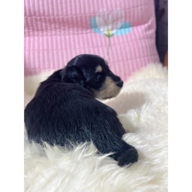 販売中の愛知県のミニチュアダックスフンド(ロングヘアード)-442820の4枚目