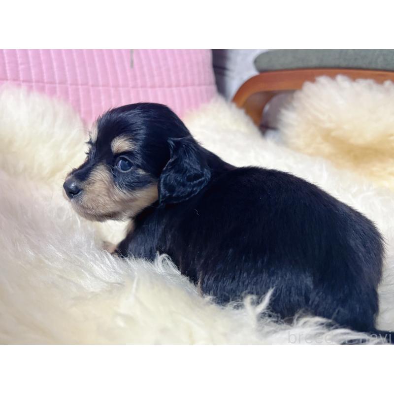 販売中の愛知県のミニチュアダックスフンド(ロングヘアード)-442821の7枚目