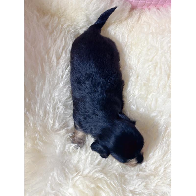 販売中の愛知県のミニチュアダックスフンド(ロングヘアード)-442821の6枚目