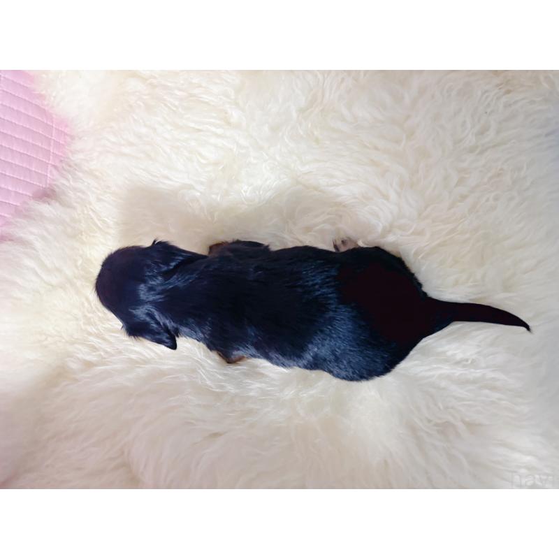 販売中の愛知県のミニチュアダックスフンド(ロングヘアード)-442822の5枚目