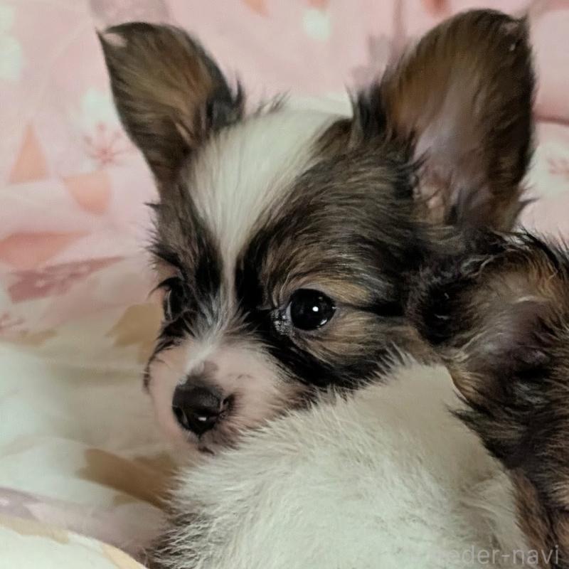 販売中の宮崎県のパピヨン-442825の6枚目